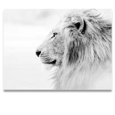 Фото на холсте лев в светлых тонах, размера 80x60