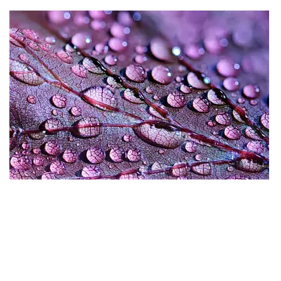 Фото на холсте капли на листе, размера 90x60