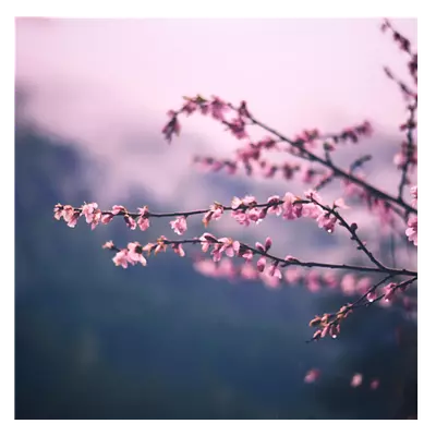 Фото на холсте сирень, размера 60x60