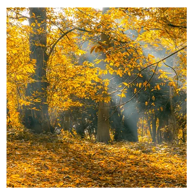 Фото на холсте осенний лес, размера 60x60