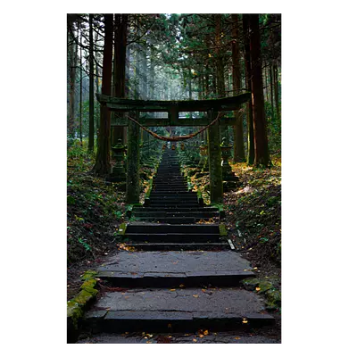Фото на холсте лестница в лесу, размера 60x90