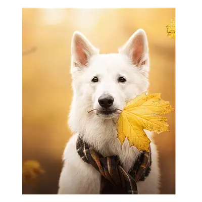 Фото на холсте собака с жёлтым листом, размера 50x60