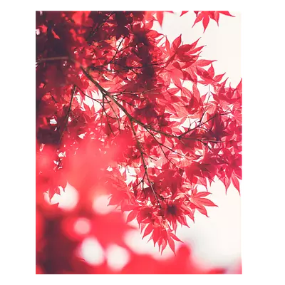 Фото на холсте красные листья, размера 40x50