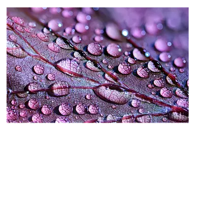 Фото на холсте капли на листе 45х30 см, до 220 символов
