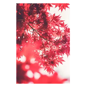 Красные листья