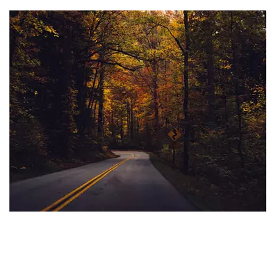 Фото на холсте «дорога в лесу», 50х40 см, до 220 см.