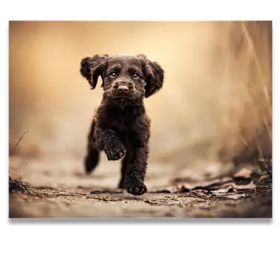 Фото на холсте бегущая по тропинке собака, размера 80x60
