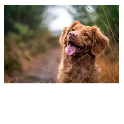 Фото на холсте собака, размера 100x70