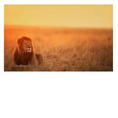 Фото на холсте лев в саванне, размер 30х20 см