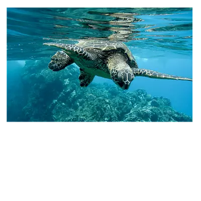 Фото на холсте черепаха размером 30 х 20 см. широкий выбор дизайнов и высокое качество печати. закажите онлайн прямо сейчас!