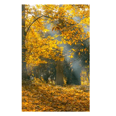 Фото на холсте осенний лес, размера 30x45