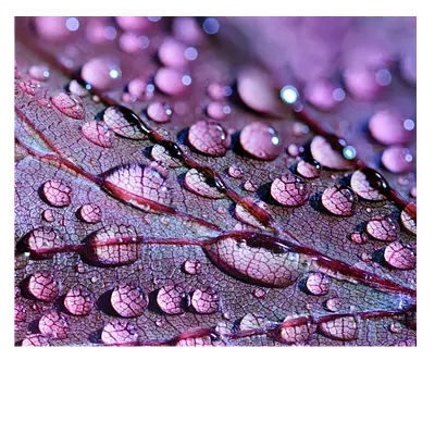 Фото на холсте капли на листе, размера 60x50