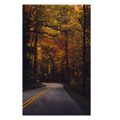 Фото на холсте дорога в лесу, размера 20x30