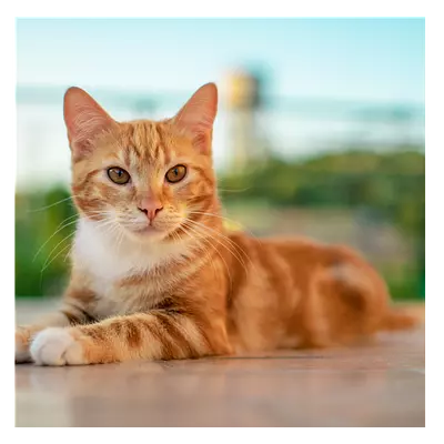 Фото на холсте рыжий кот, размера 80x80