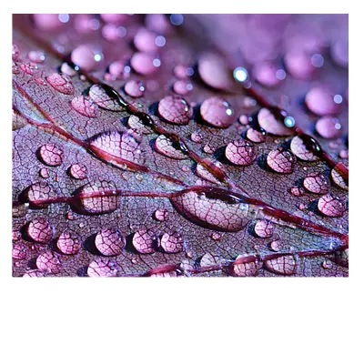 Фото на холсте капли на листе, 50 x 40 см.