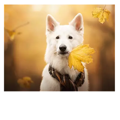Фото на холсте «собака с жёлтым листом». размер 50х40 см.