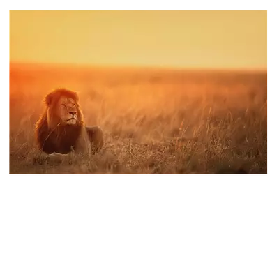 **фото на холсте лев в саванне** размер 45х30 см, длина до 220 см.