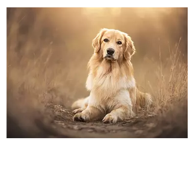 Фото на холсте собака на тропинке. размер 40х30 см.