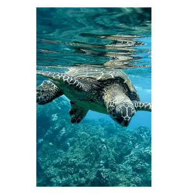 Фото на холсте черепаха, размера 40x60