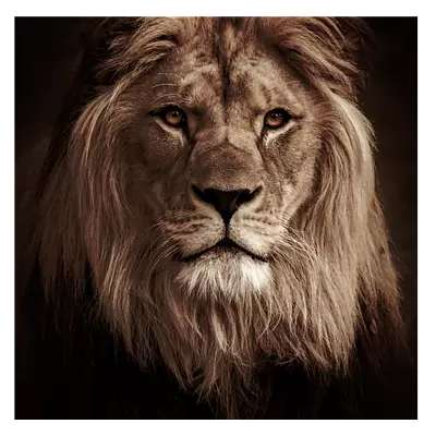 Фото на холсте лев в темных тонах, размера 40x40