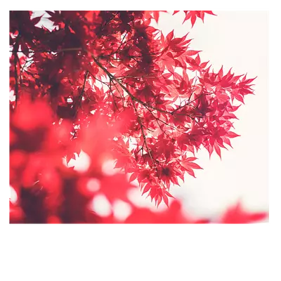 Фото на холсте красные листья, размера 60x50