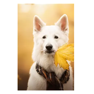 Фото на холсте собака с жёлтым листом, размера 60x90