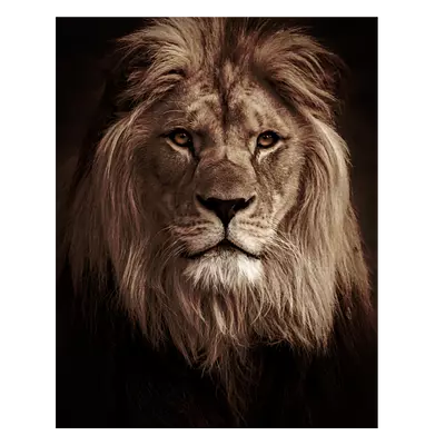 Фото на холсте лев в темных тонах, размера 40x50