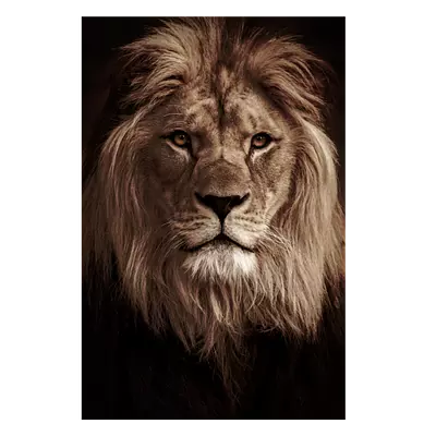 Фото на холсте лев в темных тонах, размера 80x120