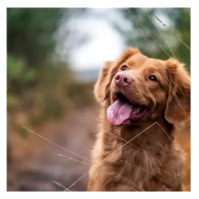 Фото на холсте собака, размера 50x50