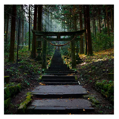 Фото на холсте лестница в лесу, размера 40x40