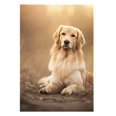 Фото на холсте собака на тропинке, размера 70x100