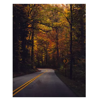 Фото на холсте дорога в лесу, размера 40x50