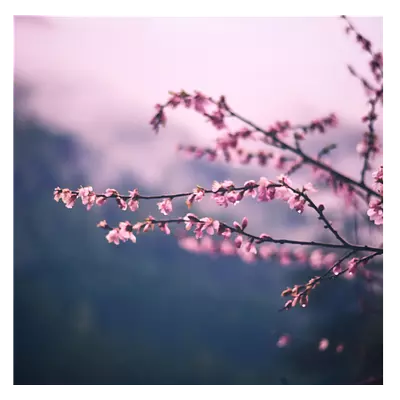 Фото на холсте сирень, размера 100x100