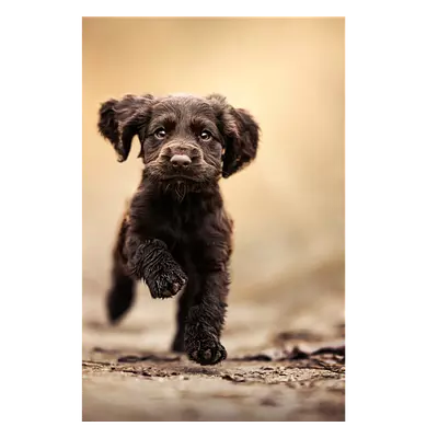 Фото на холсте бегущая по тропинке собака, размера 60x90