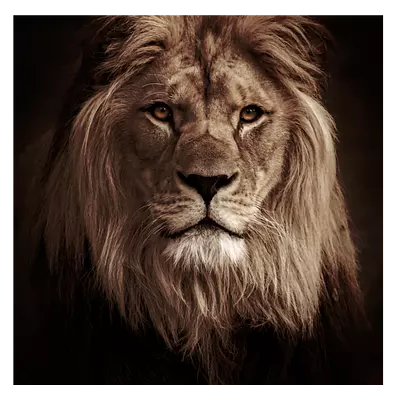 Фото на холсте лев в темных тонах, размера 80x80