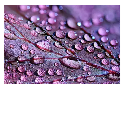 Фото на холсте капли на листе, размера 100x70