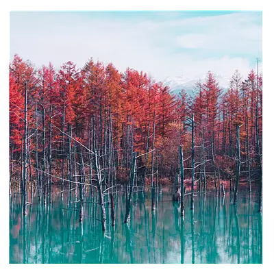 Фото на холсте деревья в воде, размера 40x40