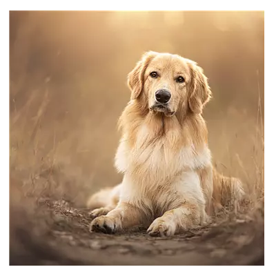 Фото на холсте собака на тропинке, размера 30x30