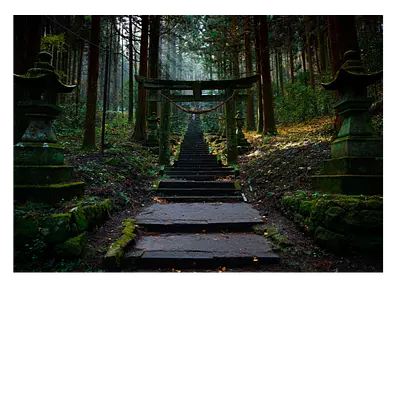 Фото на холсте лестница в лесу, размера 70x50