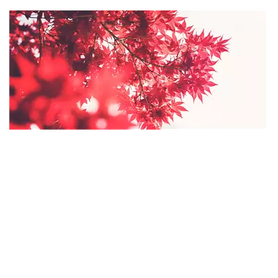 Фото на холсте красные листья, размера 60x30