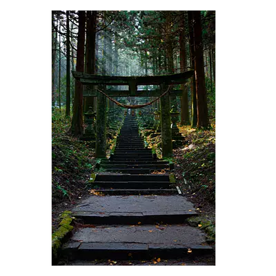 Фото на холсте лестница в лесу, размера 40x60