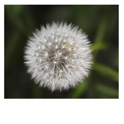 Фото на холсте одуванчик, размера 60x50