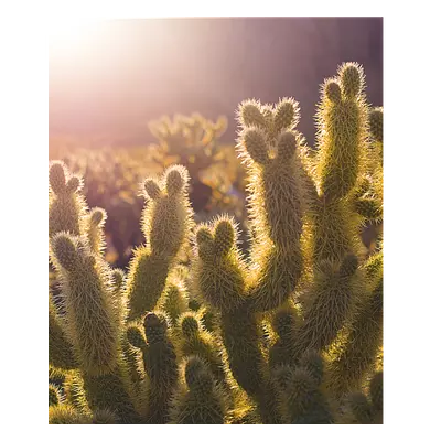 Фото на холсте кактусы, размера 50x60