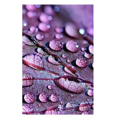 Фото на холсте капли на листе, размера 50x75