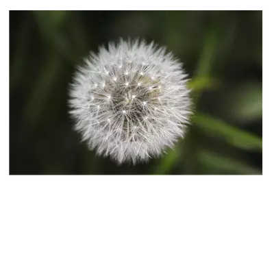 Фото на холсте одуванчик, размера 90x60