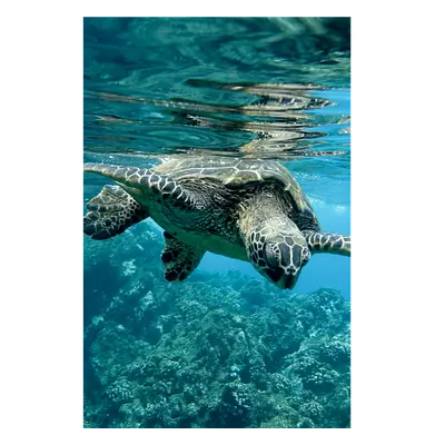 Фото на холсте черепаха, размера 60x90