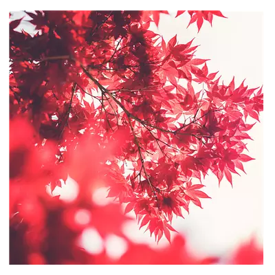 Фото на холсте красные листья, размера 60x60