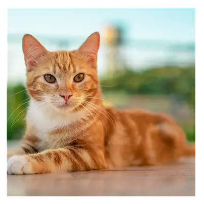 Фото на холсте рыжий кот, размера 30x30