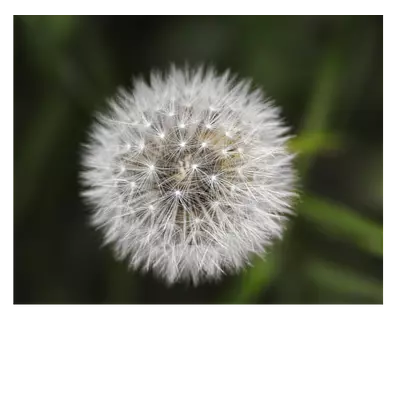Фото на холсте одуванчик. размер 50х40 см.