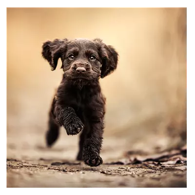 Фото на холсте бегущая по тропинке собака, размера 40x40